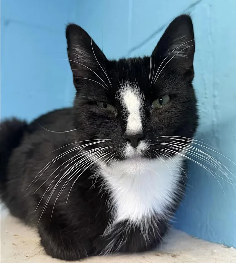 A young medium-sized male Black & White / Tuxedo Domestic Short Hair cat named Cassidy for adoption in Long Beach, NY