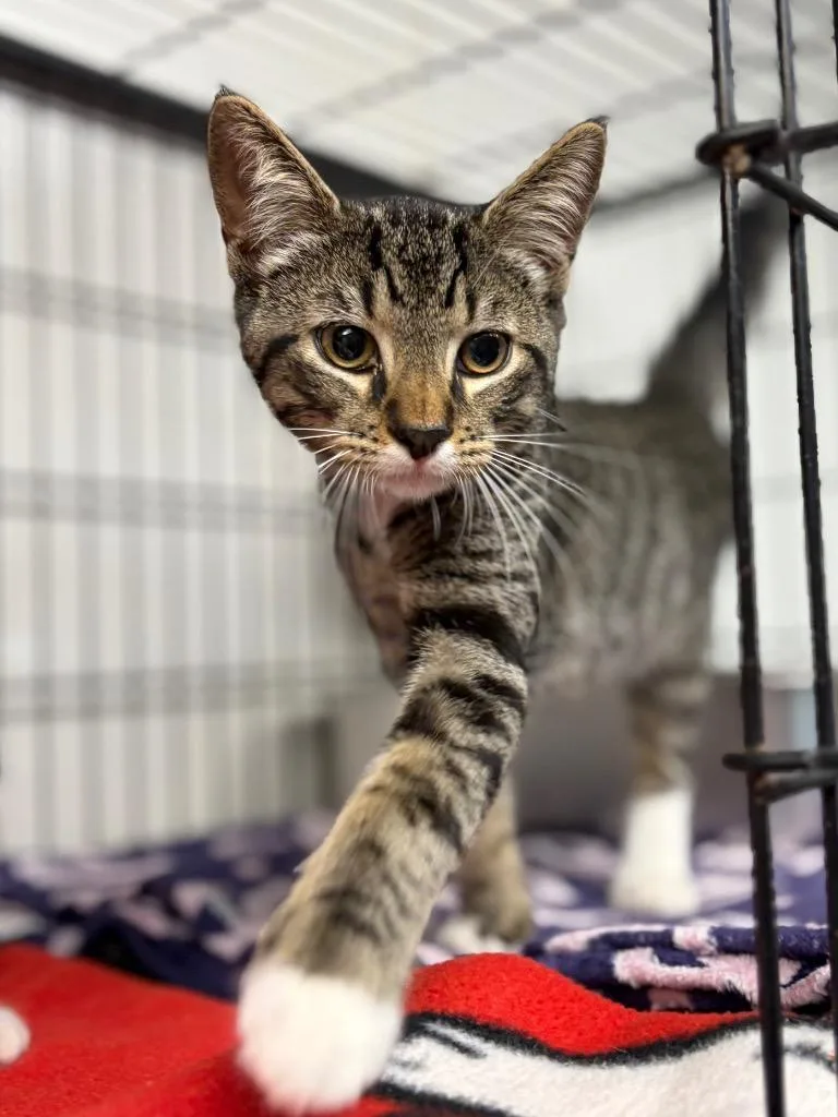 Simba