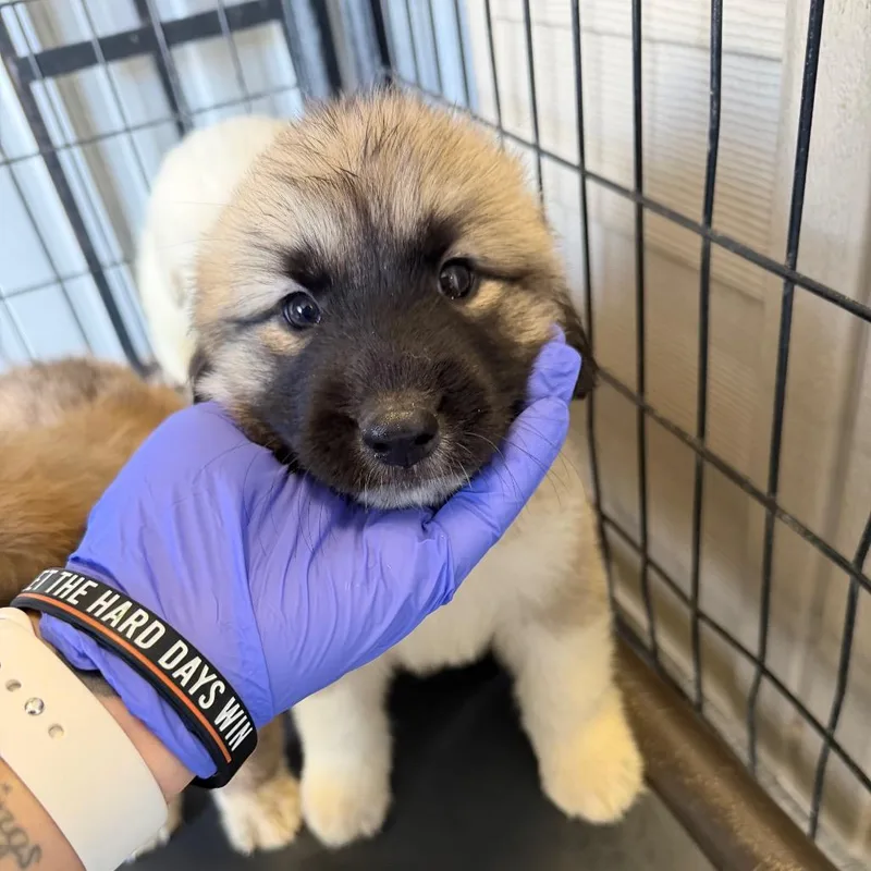 A baby small-sized female Brown / Chocolate Anatolian Shepherd dog named River for adoption in Bastrop, TX