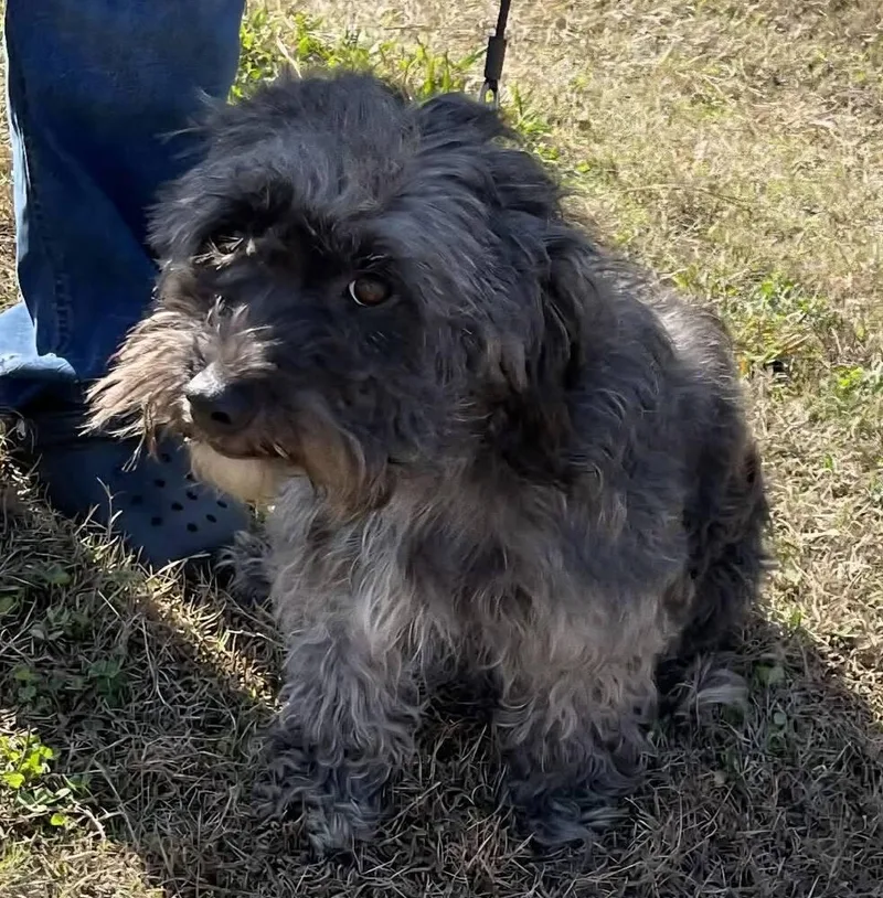 An adult medium-sized female Black Mixed Breed dog named Meg for adoption in Groveland, MA