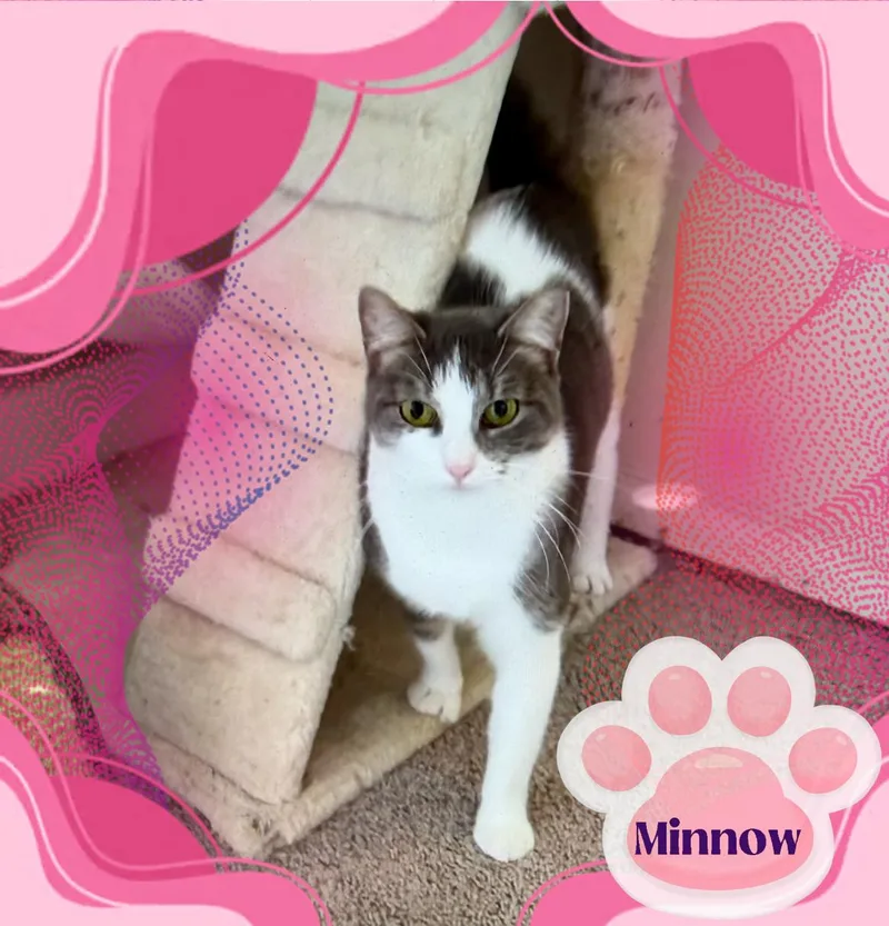 Minnow  Kuykendahl Petsmart