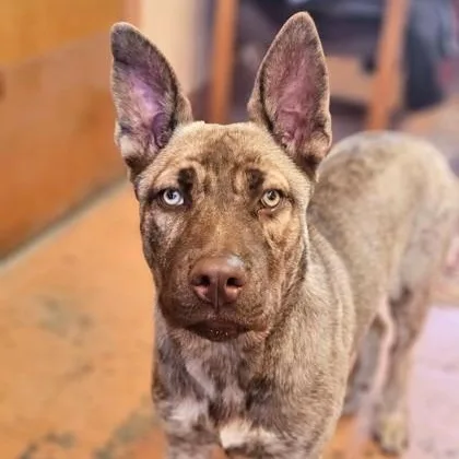 Lacey
