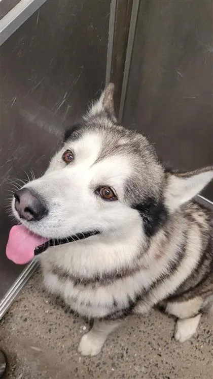 An adult extra large-sized male Mixed Breed dog named Sonic for adoption in West Chester, PA