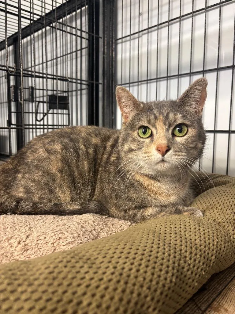 An adult medium-sized female Domestic Short Hair cat named Powder for adoption in Algona, IA