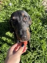 A young medium-sized male Black Coonhound dog named Bo for adoption in Circleville, OH