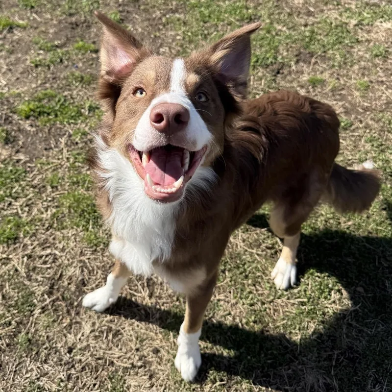 A young medium-sized male Red / Chestnut / Orange Border Collie dog named Buzz for adoption in Medford, NJ