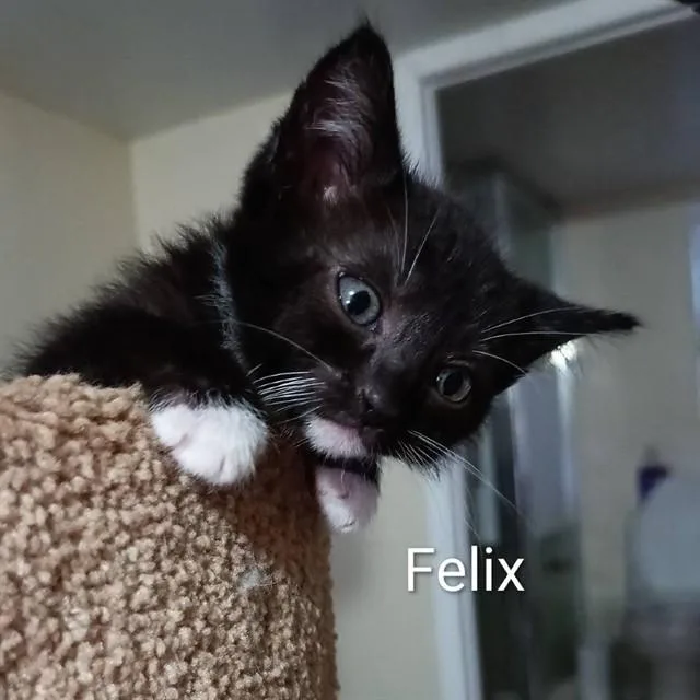 A baby small-sized female Domestic Medium Hair cat named Felix for adoption in Auburn, CA