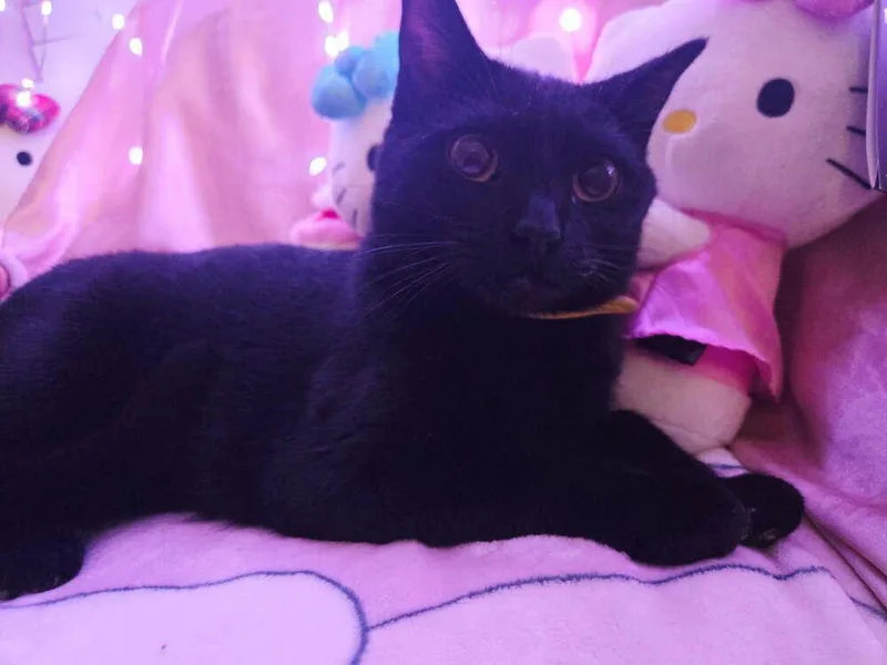 Precious thumbnail 3