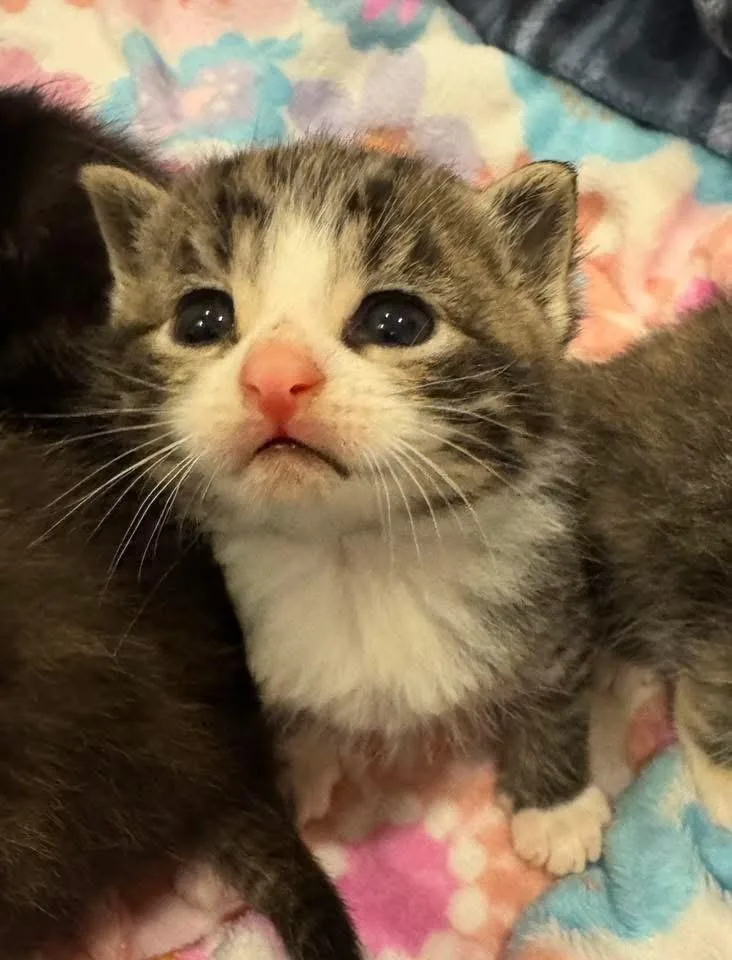 A baby small-sized female Gray & White American Shorthair cat named Bud for adoption in Syracuse, NY