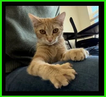 A young medium-sized female Tabby (Orange / Red) Domestic Short Hair cat named Peaches for adoption in Statesville, NC