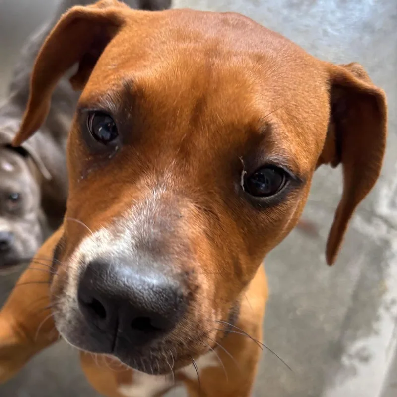 A young medium-sized female Red / Chestnut / Orange Redbone Coonhound dog named Rigzie A for adoption in Middletown, NY