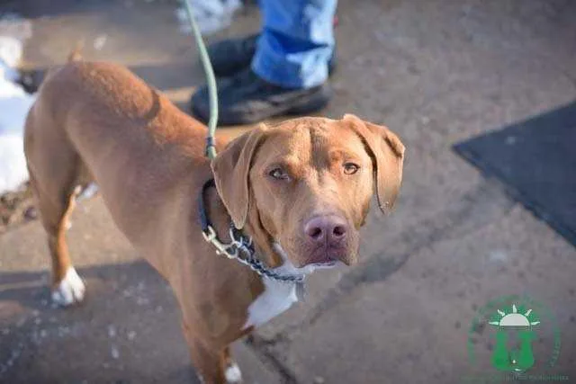 An adult medium-sized male Brown / Chocolate Labrador Retriever dog named Tucker for adoption in Papillion, NE