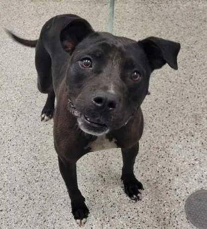 An adult large-sized male Black Pit Bull Terrier dog named Andy for adoption in Kansas City, MO