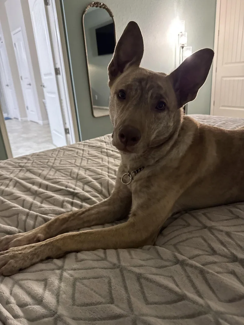 An adult large-sized female Catahoula Leopard Dog dog named Chai for adoption in Fort Collins, CO