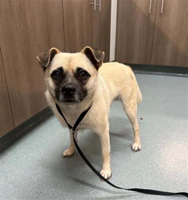 An adult small-sized male Pug dog named Thanos for adoption in Baytown, TX