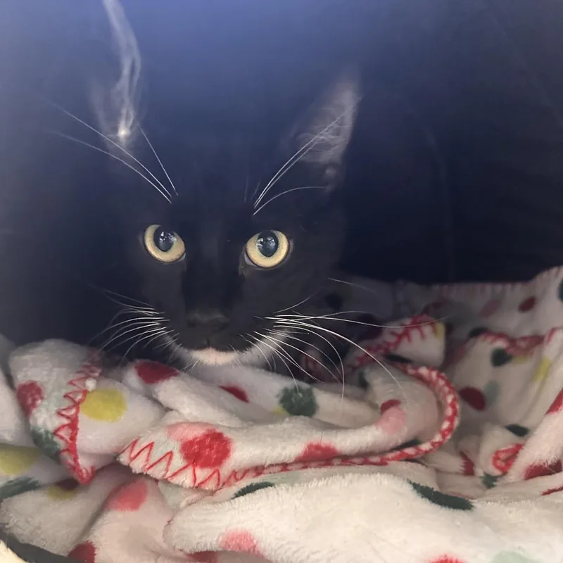 A young medium-sized female Black Domestic Short Hair cat named Meringue for adoption in Rocky Mount, VA