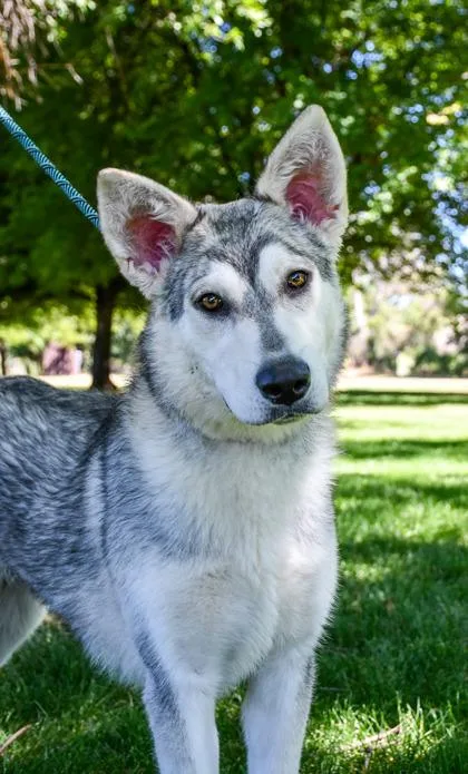 An adult large-sized female Alaskan Malamute dog named Timber for adoption in Yakima, WA