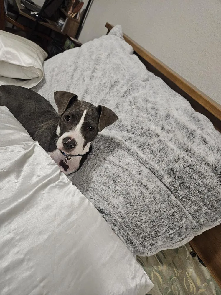 A baby small-sized female Gray / Blue / Silver Pit Bull Terrier dog named Lizzy for adoption in Colorado Springs, CO