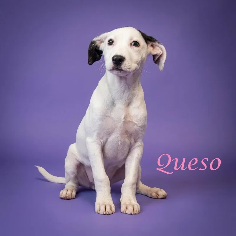 A baby medium-sized female White / Cream Mixed Breed dog named Queso D for adoption in Lebanon, TN