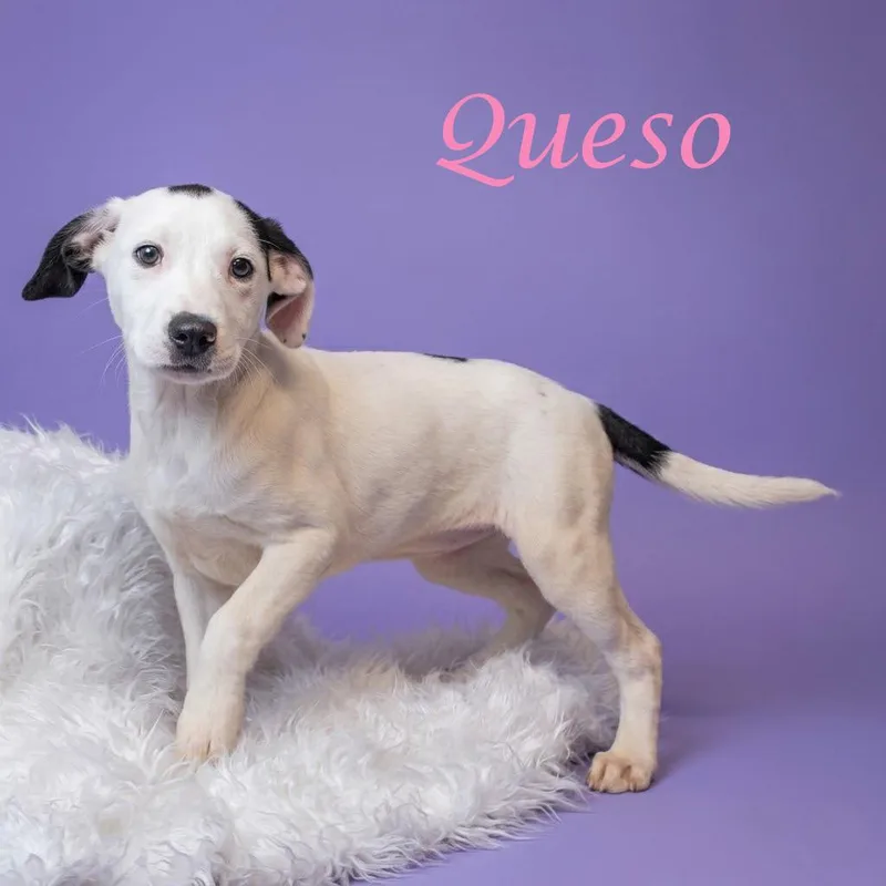 Queso D thumbnail 2