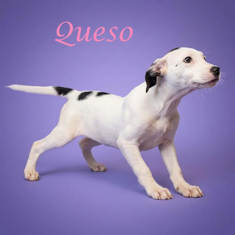 Queso D thumbnail 4