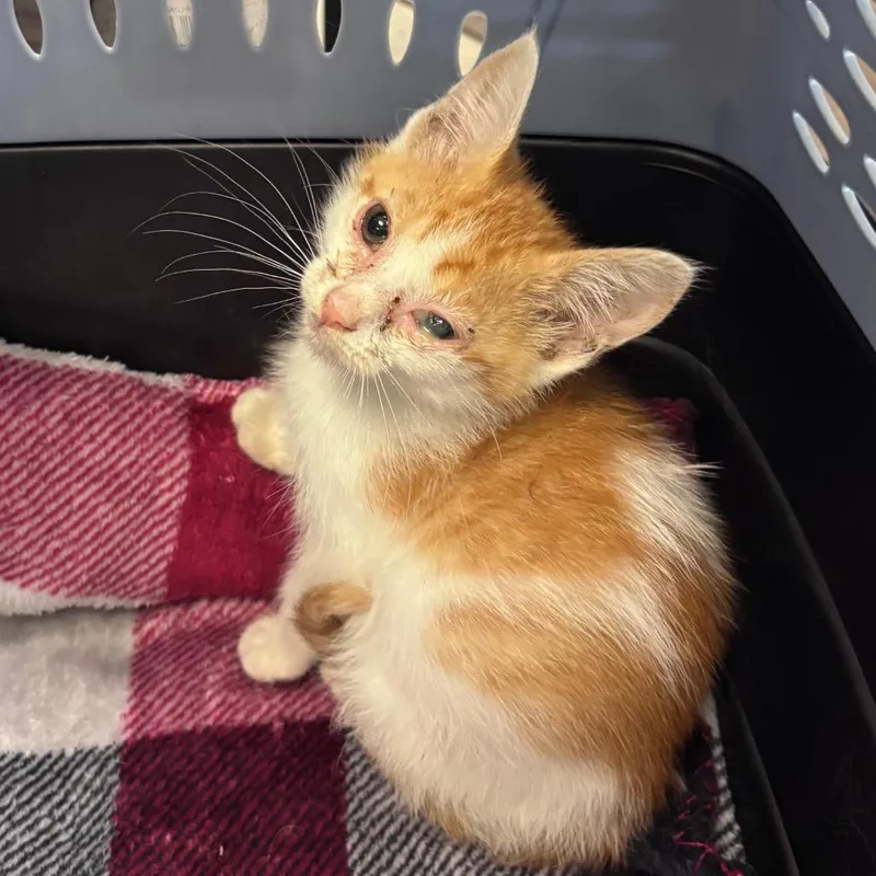 A baby small-sized male Orange / Red Domestic Short Hair cat named Walter for adoption in Columbus, GA