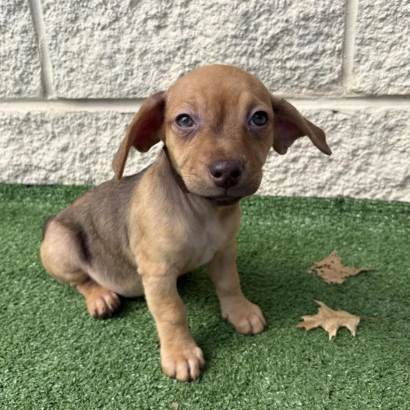 A baby small-sized female Black Chihuahua dog named Jenny for adoption in Bessemer, AL