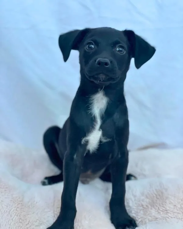 A baby small-sized male Terrier dog named Snickers for adoption in Novato, CA