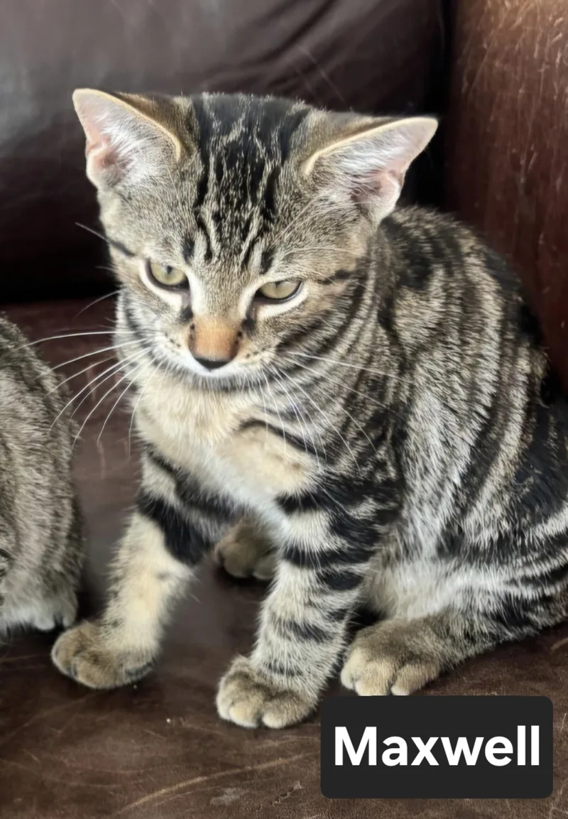 A young small-sized male Tabby (Gray / Blue / Silver) Domestic Short Hair cat named Maxwell for adoption in North Tonawanda, NY