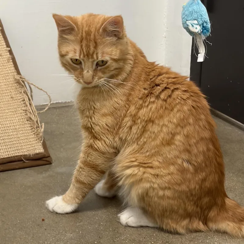 Shrimp