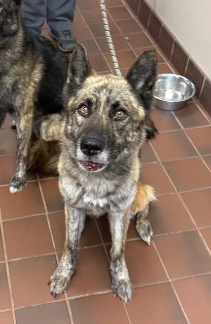 An adult medium-sized female Brindle German Shepherd Dog dog named Coo for adoption in Prudenville, MI