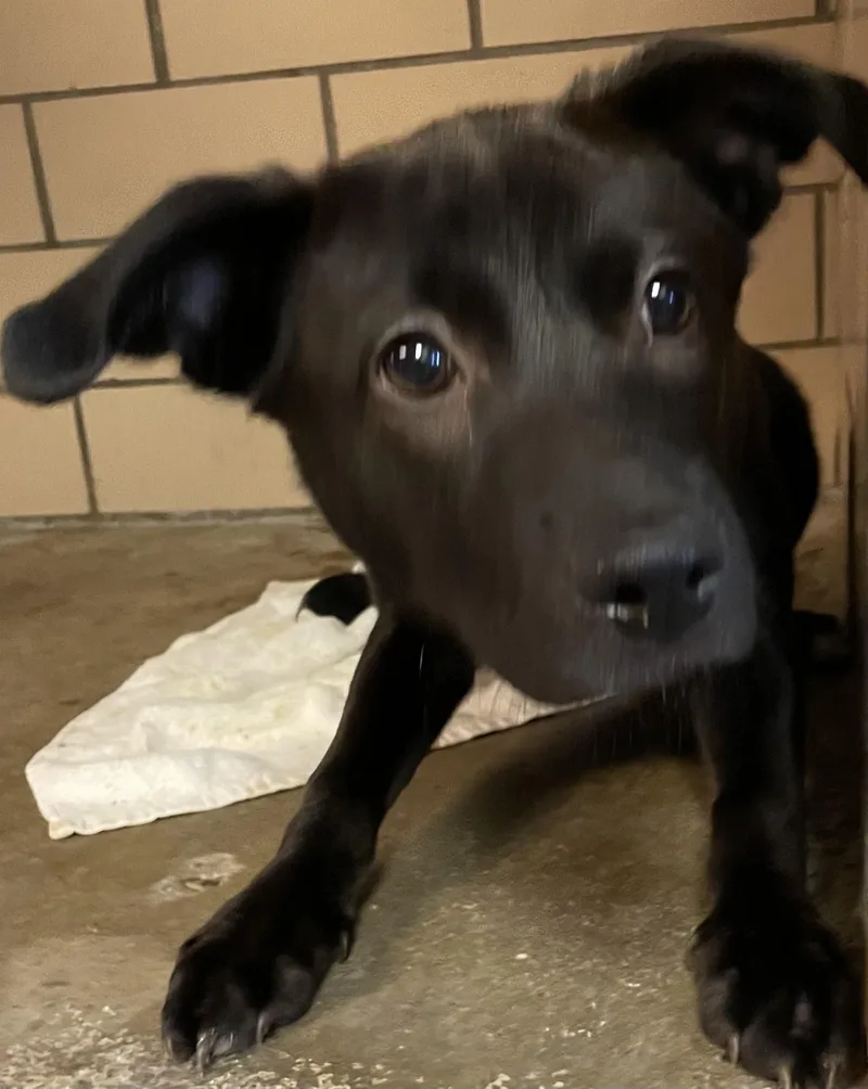 A young medium-sized female Black Terrier dog named Zinny Hold for adoption in Canton, OH