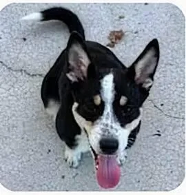 A baby medium-sized female Australian Cattle Dog / Blue Heeler dog named Ella for adoption in La Crescent, MN