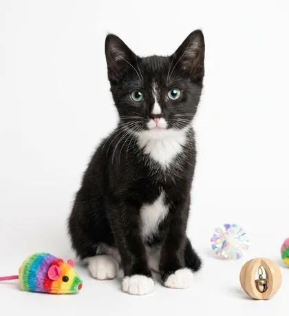 A baby small-sized male Domestic Short Hair cat named Purrito for adoption in Cumming, GA