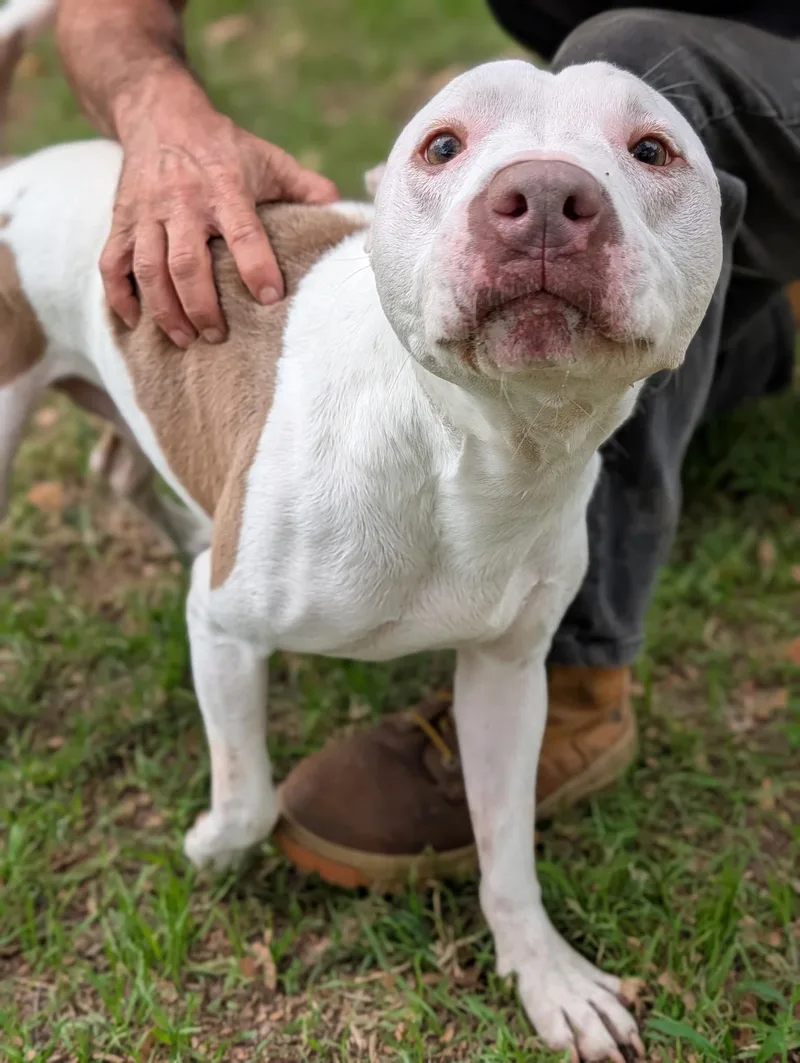 An adult medium-sized male White / Cream Pit Bull Terrier dog named Milo for adoption in Fort Worth, TX