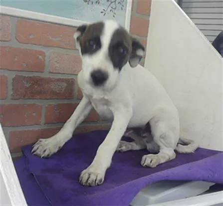 A baby small-sized male German Shepherd Dog dog named Congo for adoption in Houston, TX