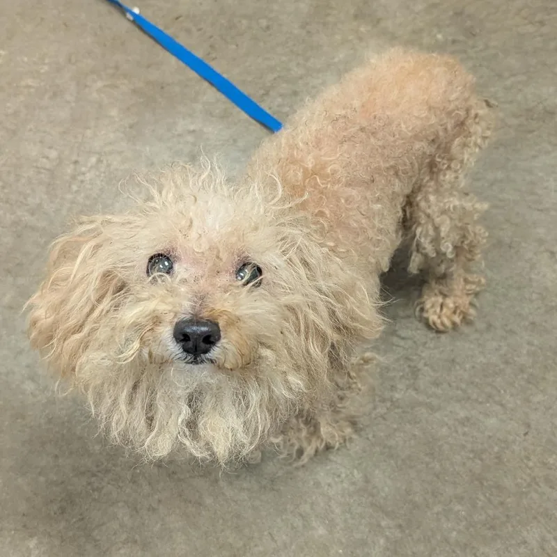 A senior small-sized male White / Cream Poodle (Toy) dog named Sam for adoption in Emporia, KS