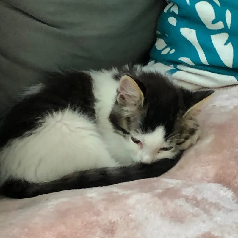 A baby small-sized male Brown / Chocolate Domestic Medium Hair cat named Benji for adoption in Santa Rosa, CA