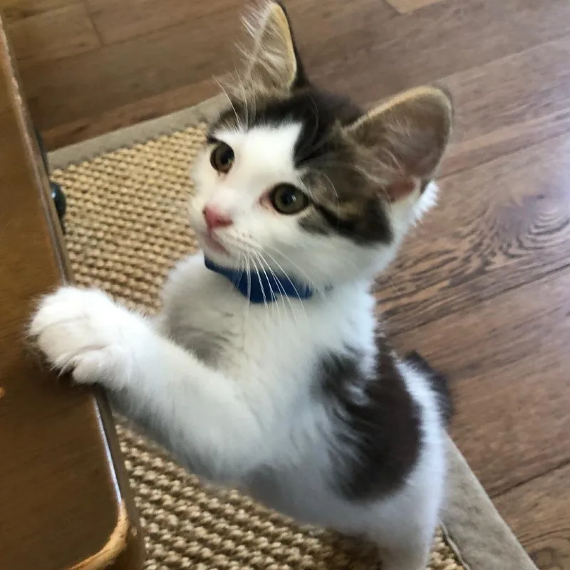 Benji thumbnail 3