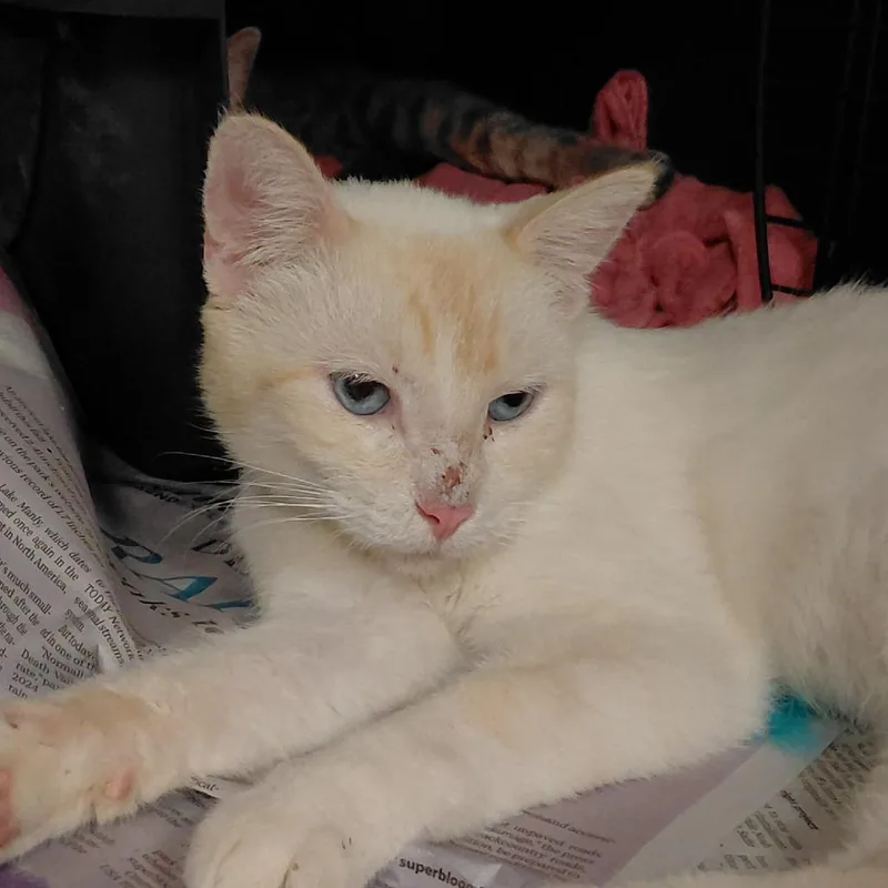 An adult medium-sized male Flame Point Siamese cat named Cypress for adoption in Brighton, MO