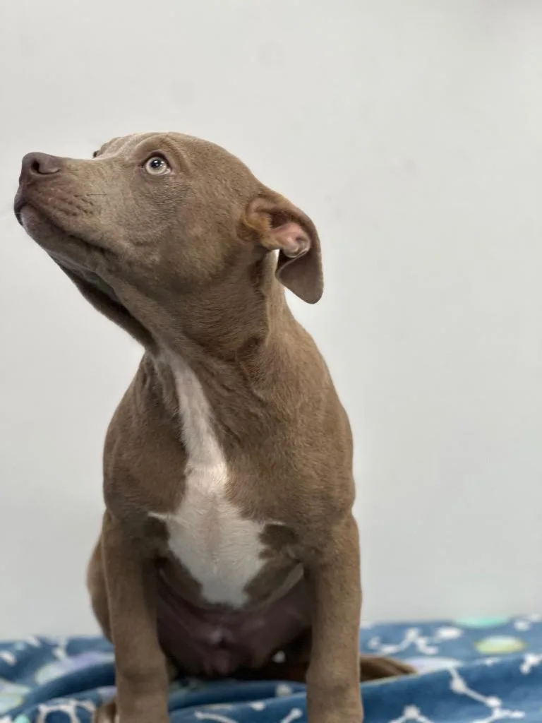 A baby medium-sized female Mixed Breed dog named Pearl for adoption in Cambridge, MD