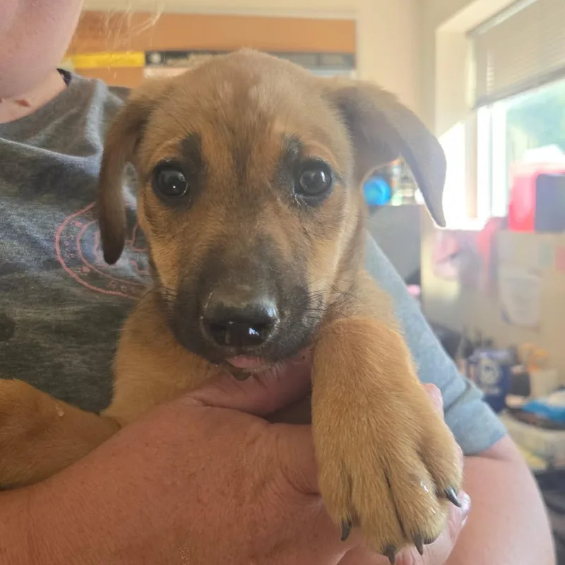A baby medium-sized female Mixed Breed dog named Sandy Paws for adoption in Mount Gilead, NC
