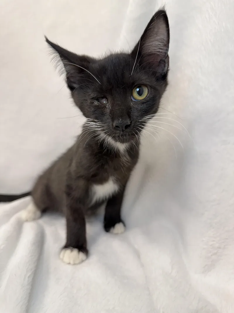 A baby medium-sized male Domestic Short Hair cat named Banks for adoption in Greensboro, NC