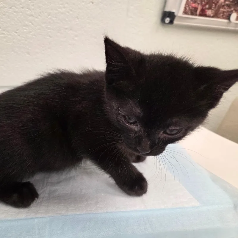A baby small-sized female Black Domestic Short Hair cat named Yzma for adoption in Chattanooga, TN