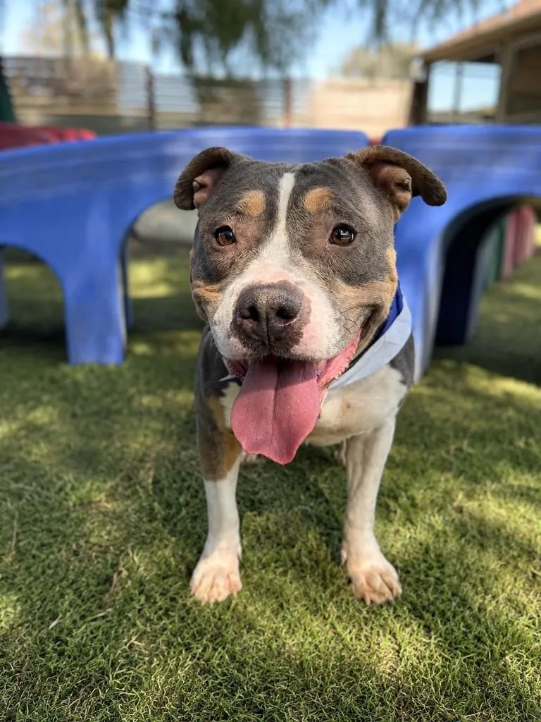 An adult medium-sized female Staffordshire Bull Terrier dog named Story for adoption in San Diego, CA