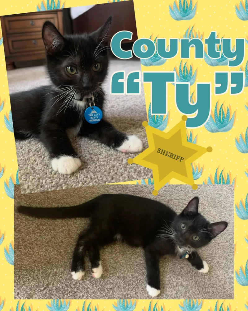 County aka Ty thumbnail 4
