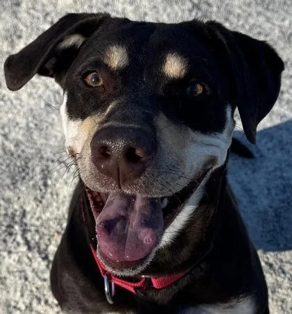 An adult medium-sized female Mixed Breed dog named Raya for adoption in Fairfax, VA