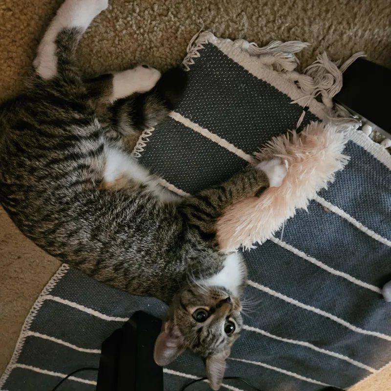 A baby small-sized female Domestic Short Hair cat named Serena for adoption in Portland, OR