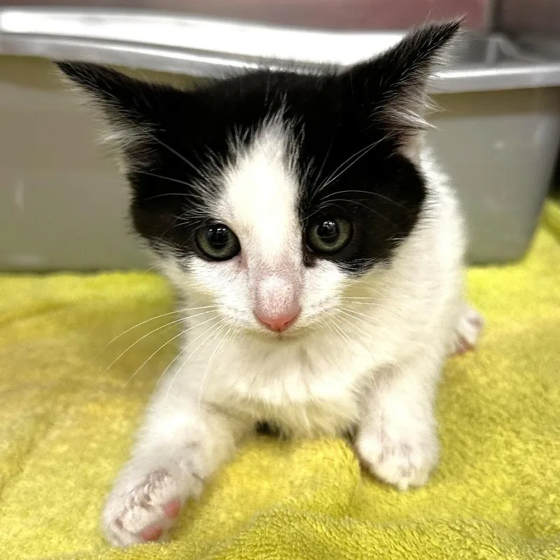 A baby small-sized female Black Domestic Short Hair cat named Sapphire for adoption in Warrensburg, MO
