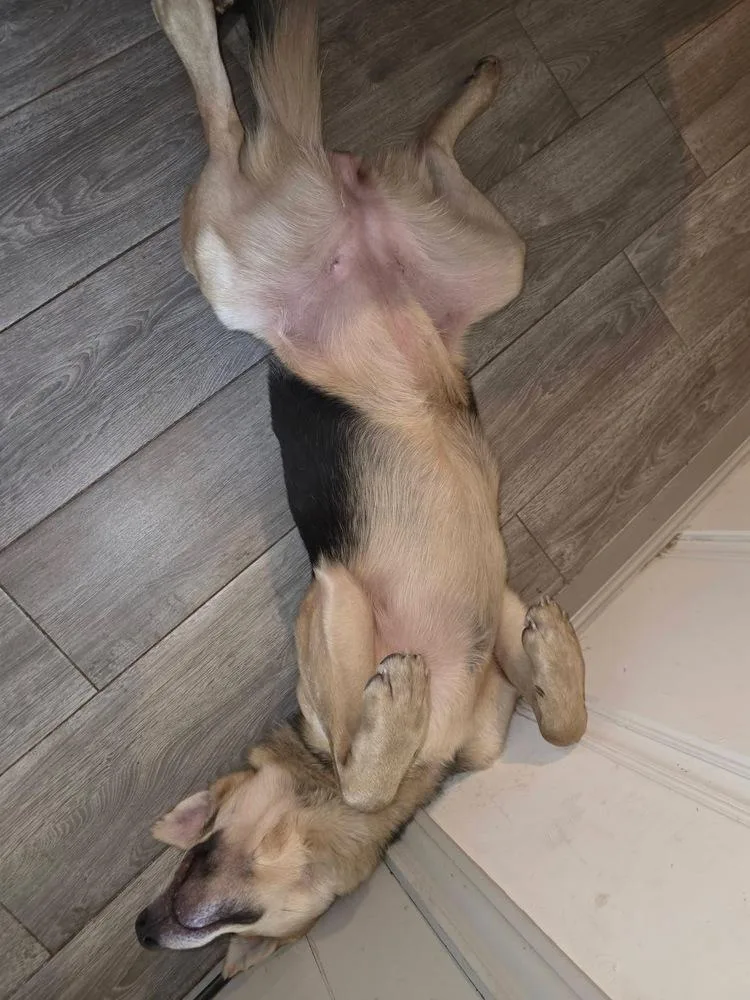 A young medium-sized female Yellow / Tan / Blond / Fawn German Shepherd Dog dog named Maple for adoption in Commerce City, CO